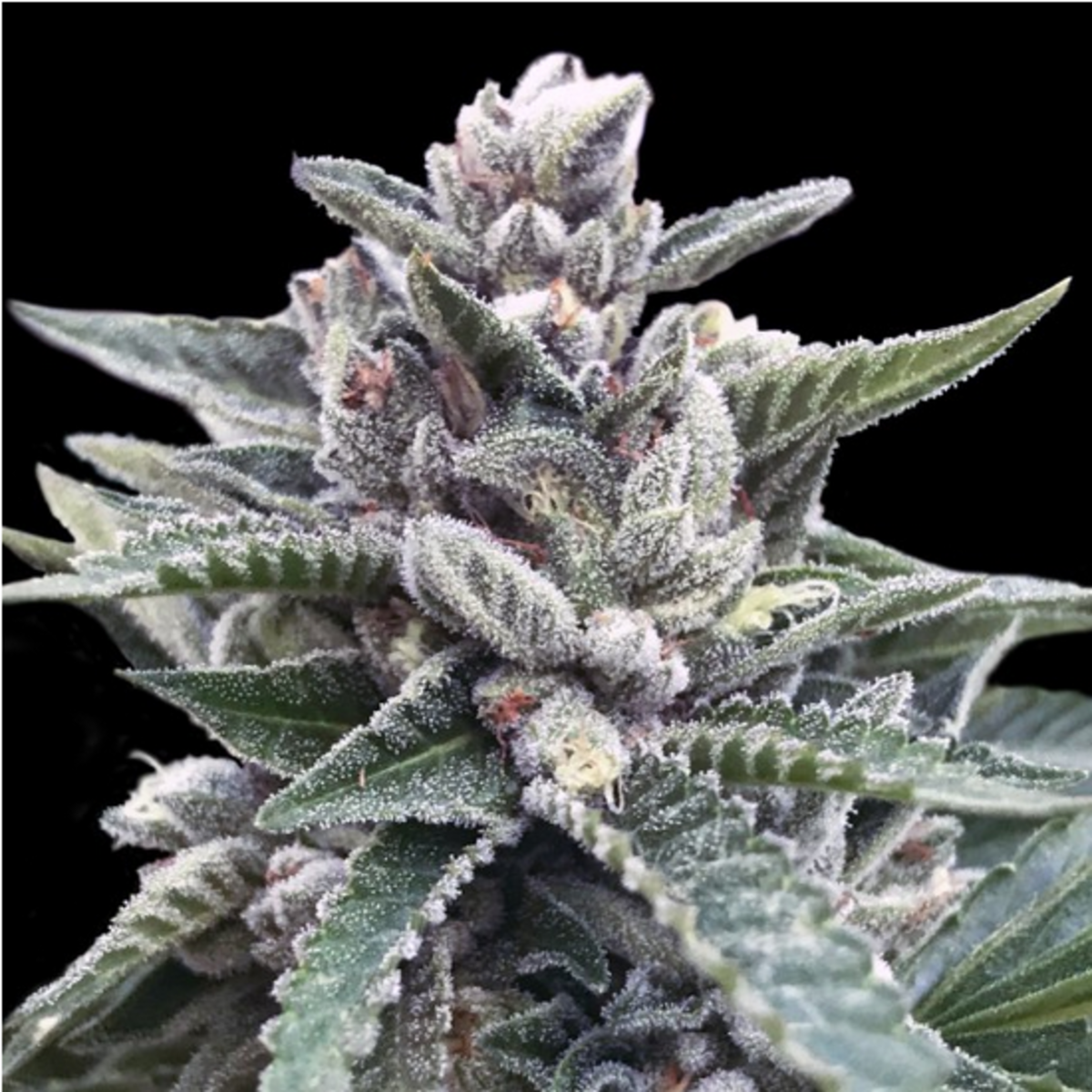 Kosher Sorbet feminisierte Cannabissamen