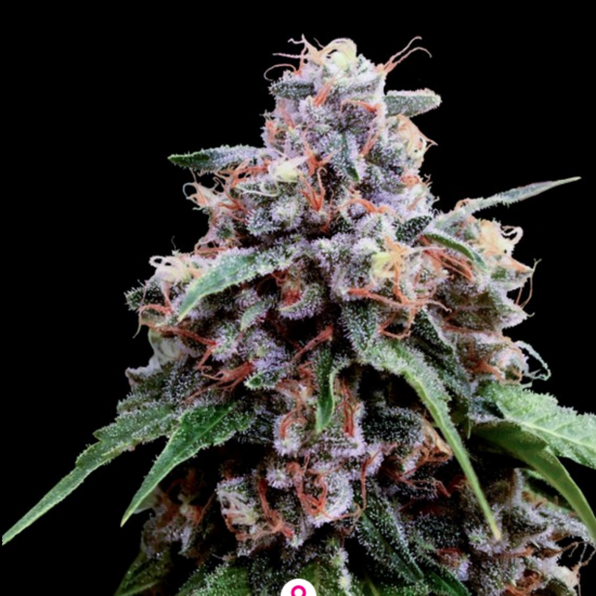 DNA Genetics Lemon 18 (Crockett Family Farms) Feminisierte Hanfsamen