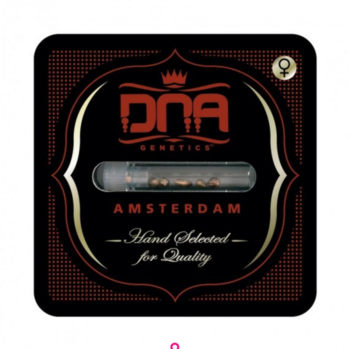 DNA Genetics Miss DNA Feminisierte Hanfsamen