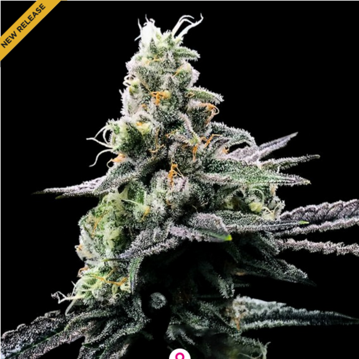 DNA Genetics Purple Kush Feminisierte Hanfsamen
