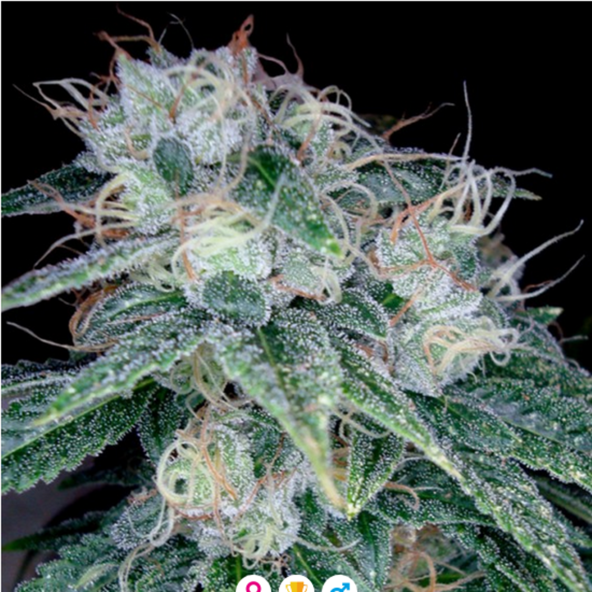 Sour Diesel feminisierte Cannabissamen