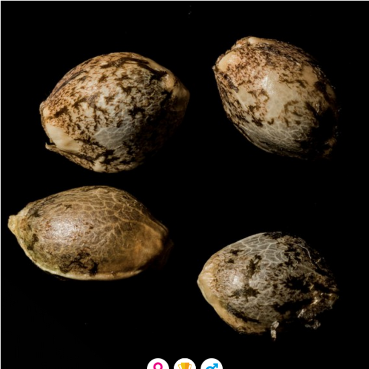 Reserva Privada Sauer Diesel Feminisierte Hanfsamen