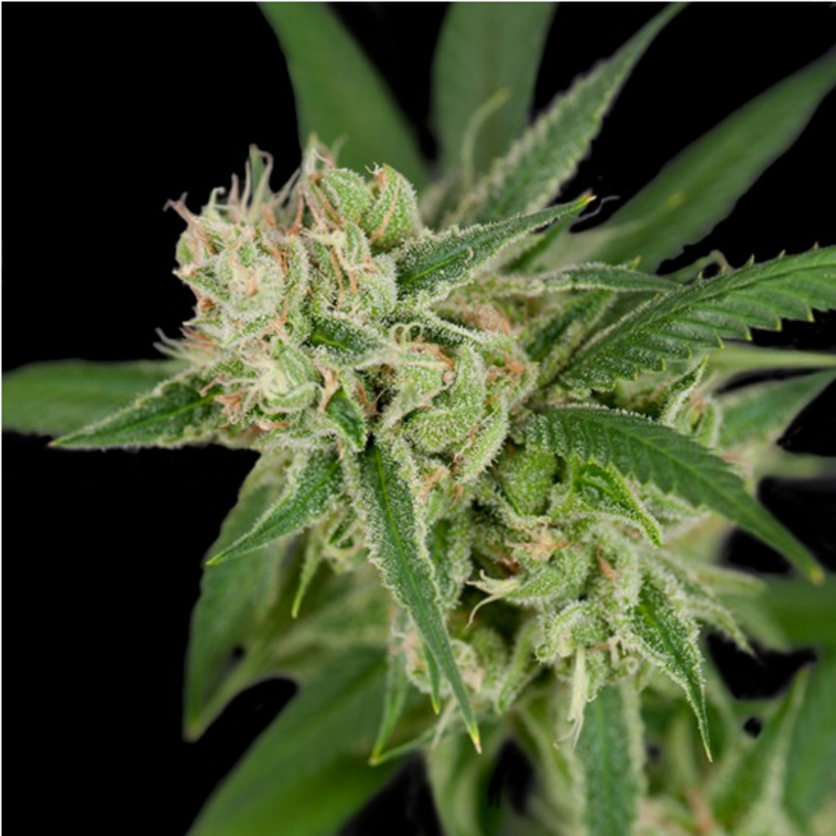 DNA Genetics Sour Banana Sherbet Reguleare Hanfsamen