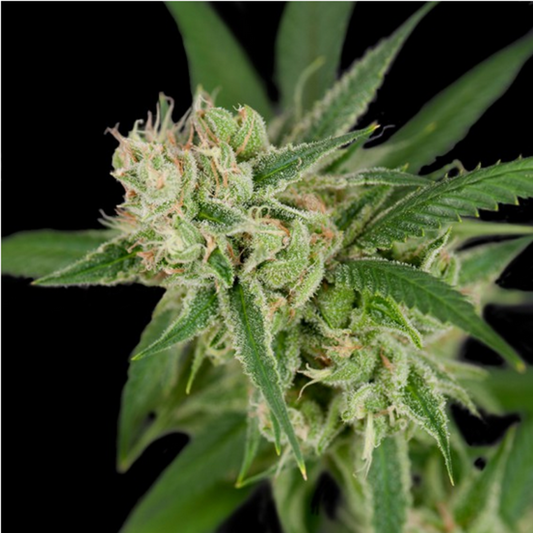 DNA Genetics Sour Banana Sherbet Reguleare Hanfsamen