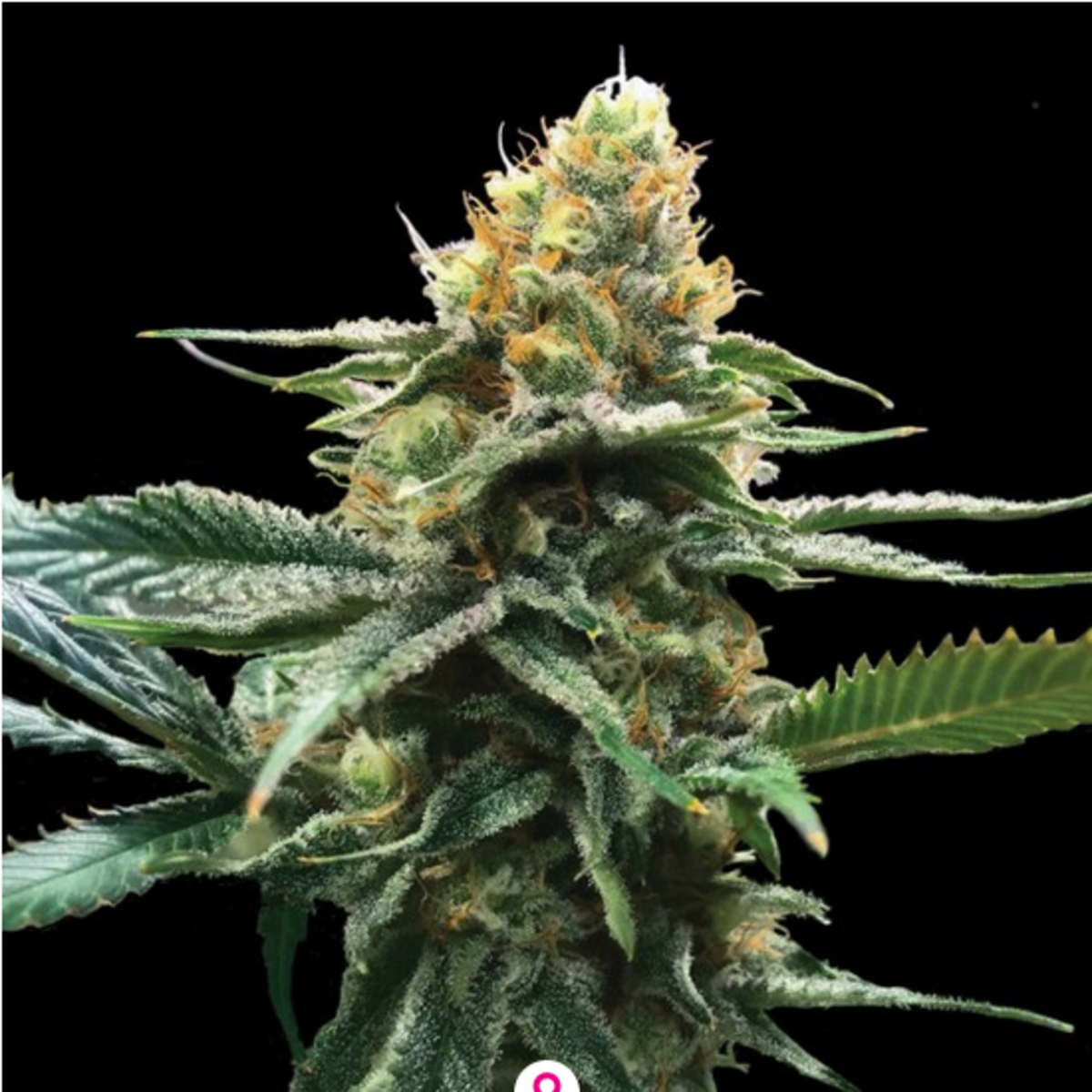 Sour Sorbet feminisierte Cannabissamen