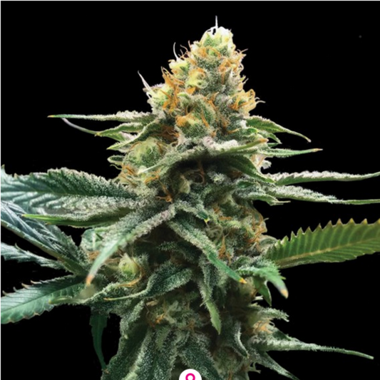 Sour Sorbet feminisierte Cannabissamen