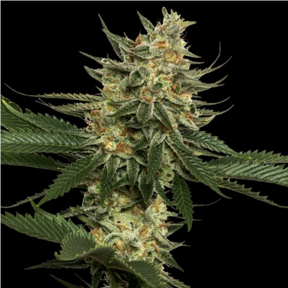 Tangie reguläre Cannabissamen