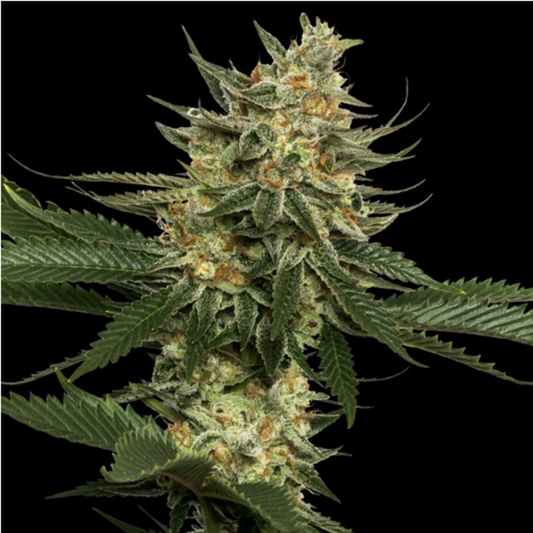 Tangie reguläre Cannabissamen