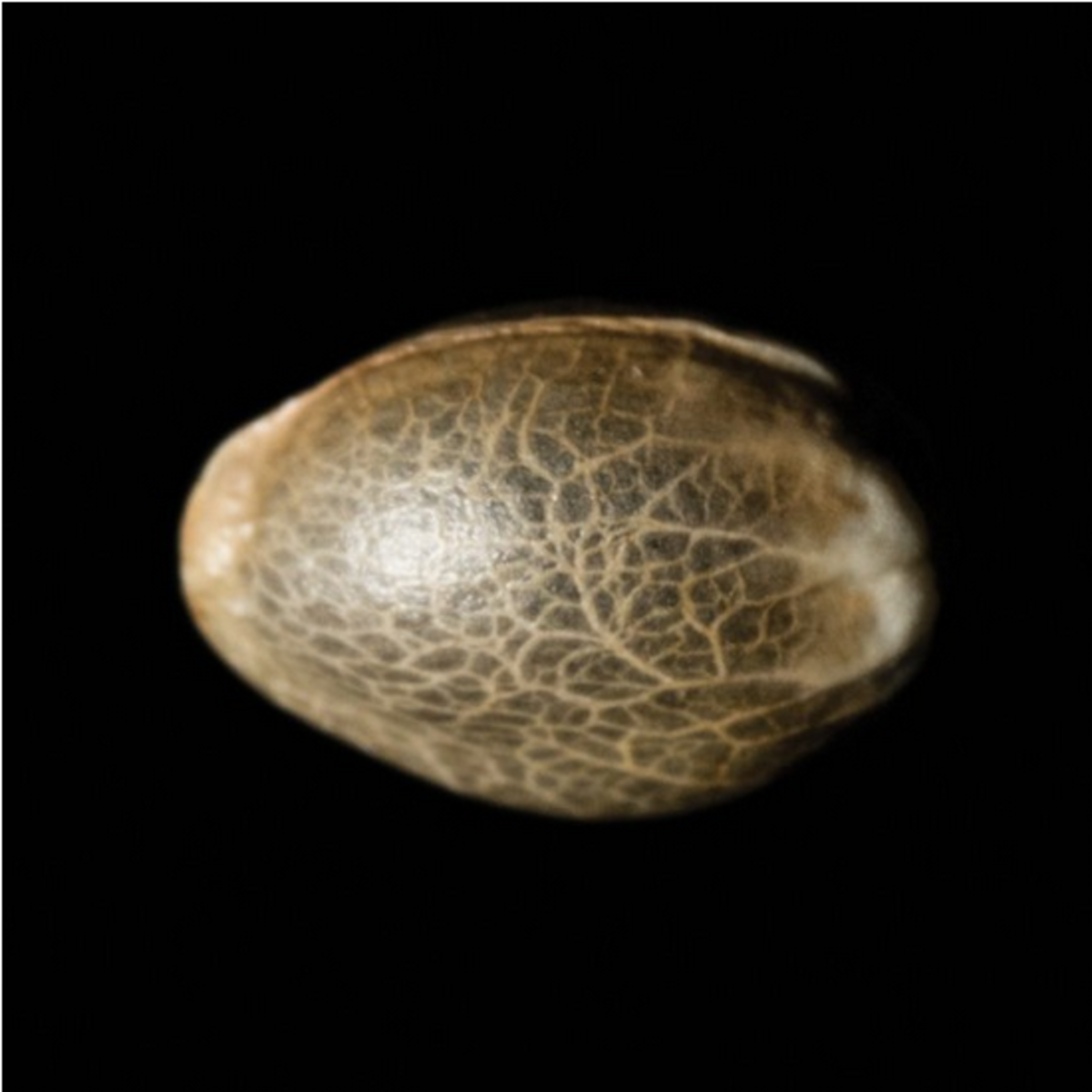 DNA Genetics Tangie Feminisierte Hanfsamen