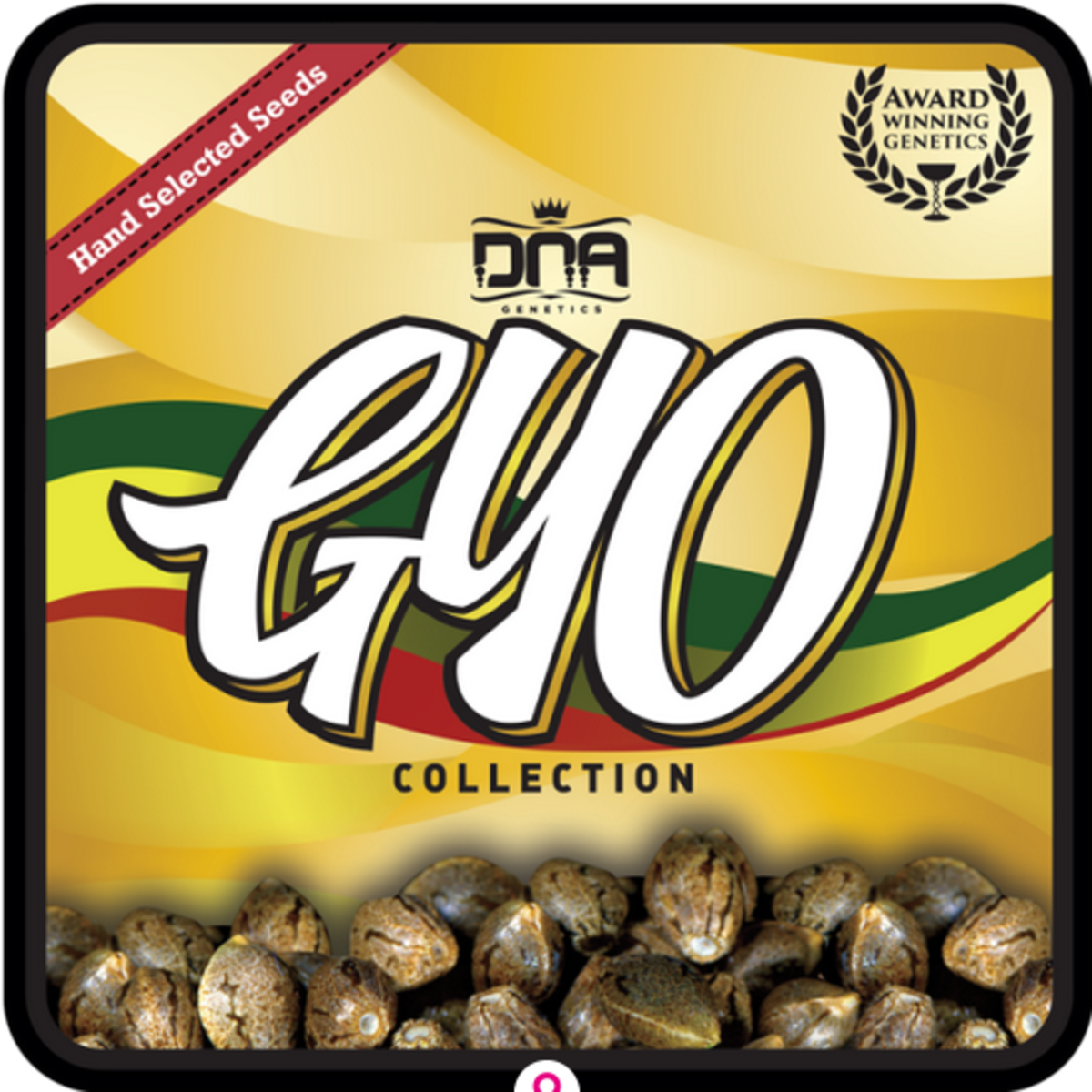 DNA Genetics White Walker Kush Feminisierte Hanfsamen