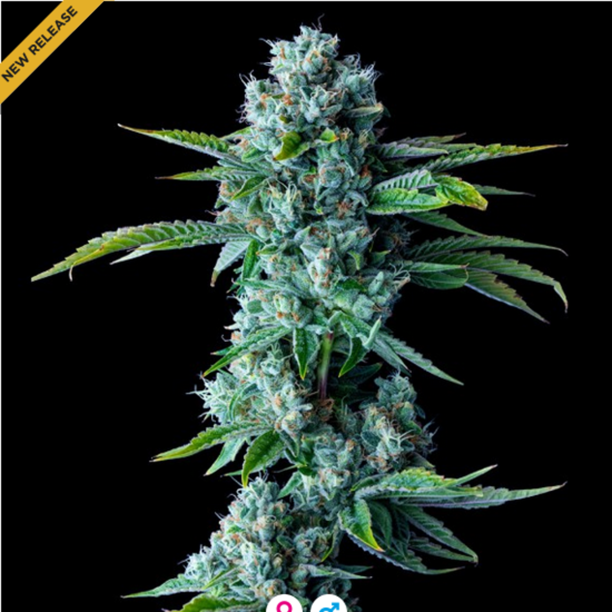 Skywalker Kush feminisierte Cannabissamen