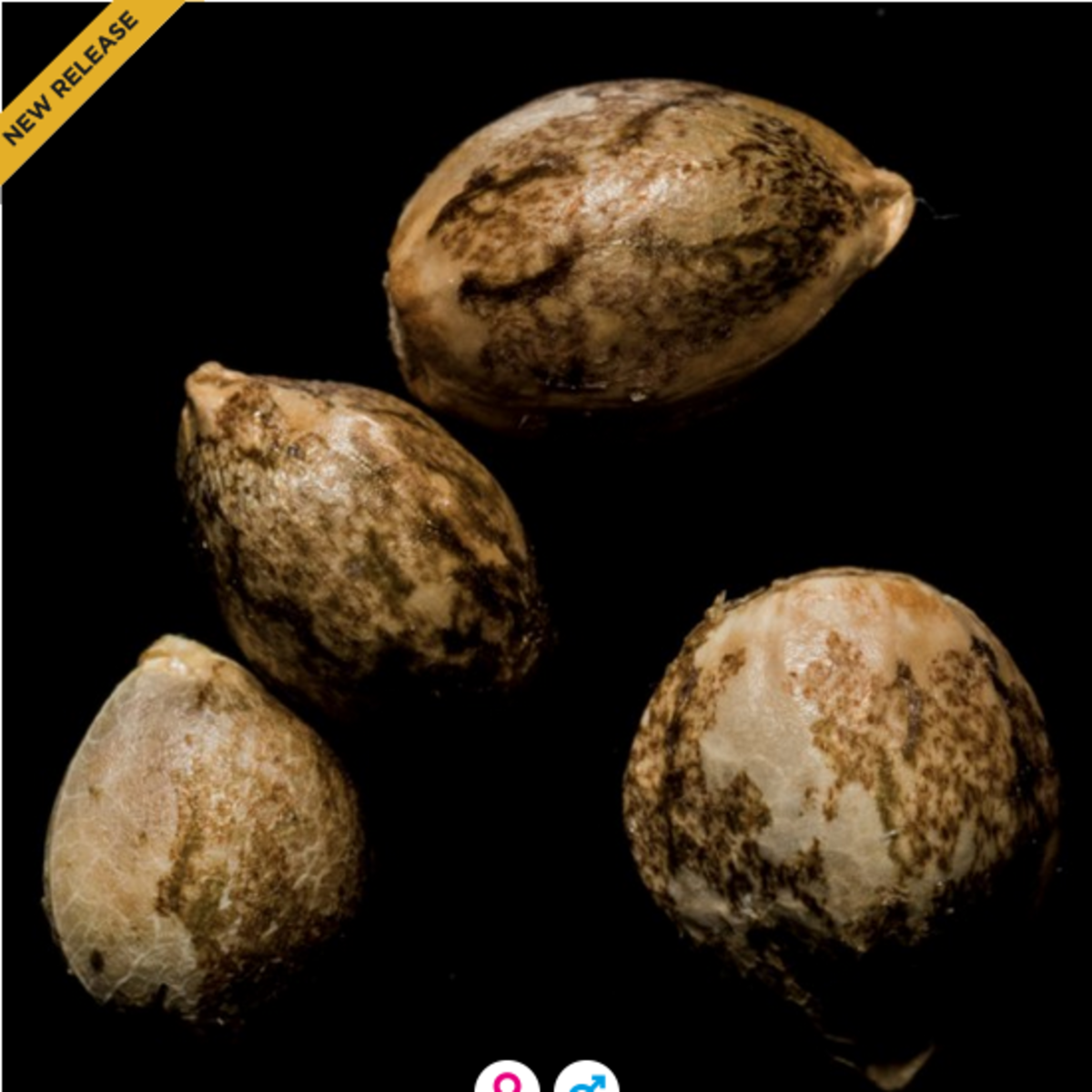 DNA Genetics Skywalker Kush Feminisierte Hanfsamen