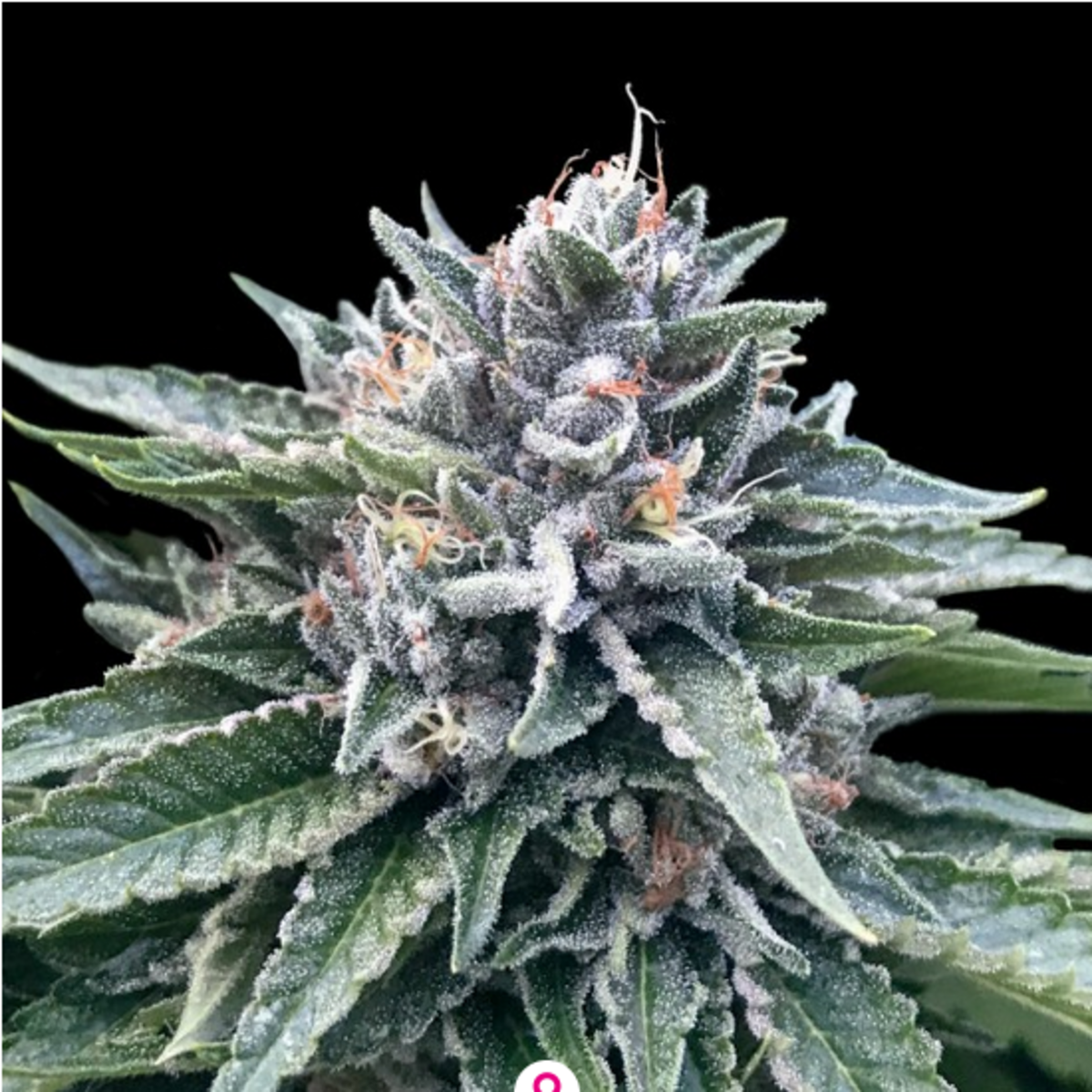 Sorbet #4 feminisierte Cannabissamen