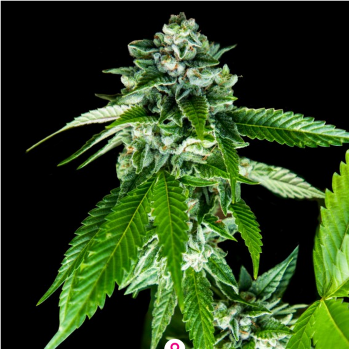 Sorbet Dream feminisierte Cannabissamen