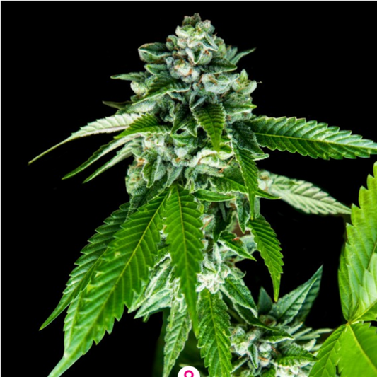 Sorbet Dream feminisierte Cannabissamen