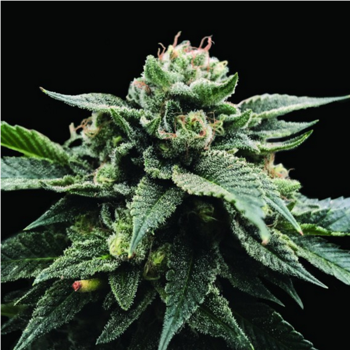 Sorbet Stash feminisierte Cannabissamen