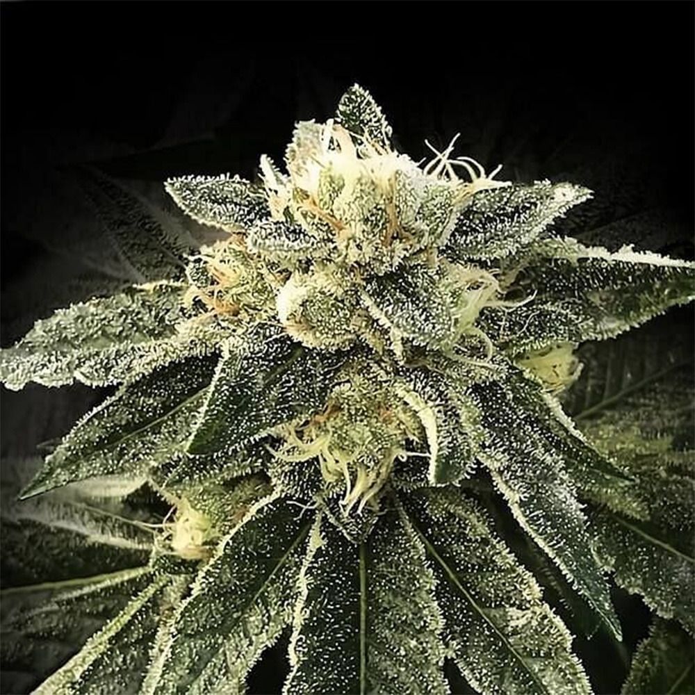 DNA Genetics White Chocolope Feminisierte Hanfsamen Cannabisblüte