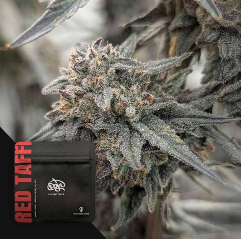 Doja Red Taffi Feminisierte Cannabissamen Blüte