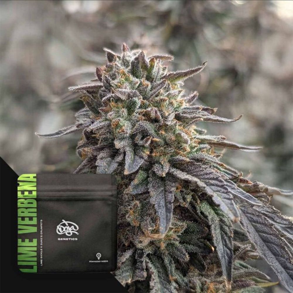 Lime Verbena feminisierte Cannabissamen