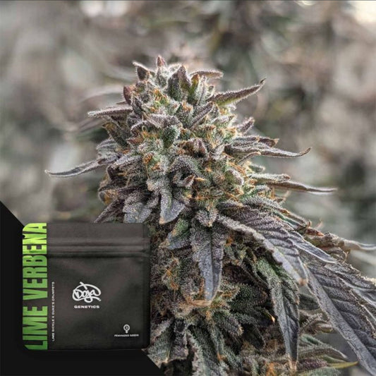 Lime Verbena feminisierte Cannabissamen