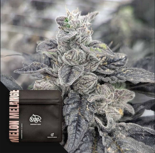 Doja Melon Melange Feminisierte Cannabissamen Blüte