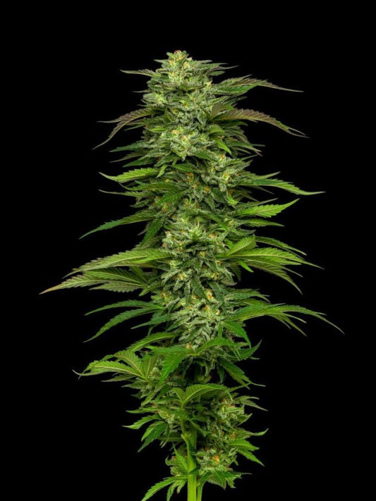 Dream Queen Automatic Cannabissamen