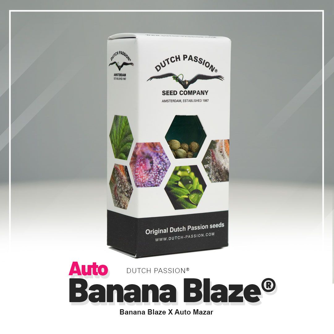 Auto Banana Blaze Hanfsamen Blüte