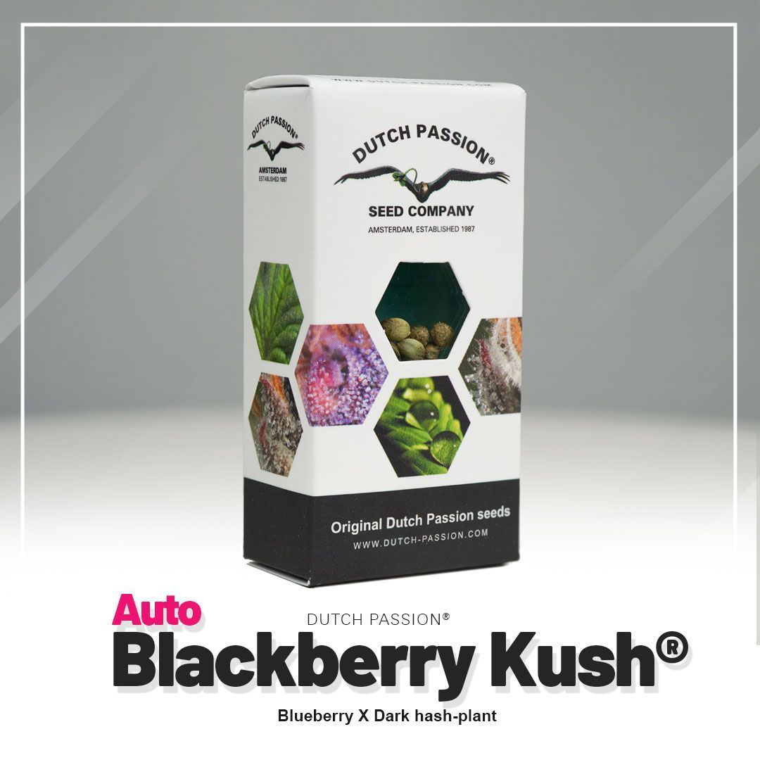 Auto Blackberry Kush Hanfsamen Blüte