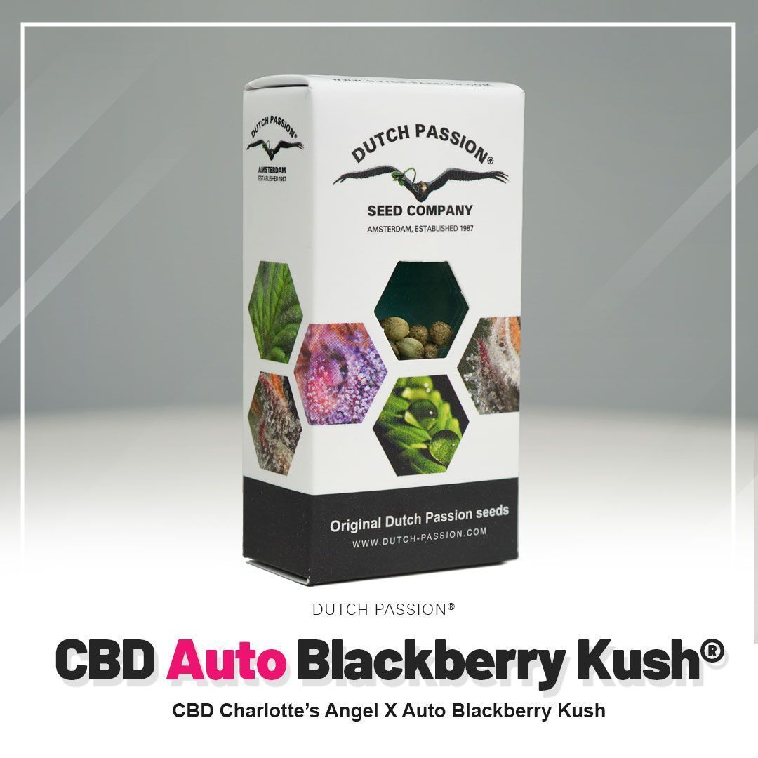 CBD Auto Blackberry Kush Hanfsamen Blüte