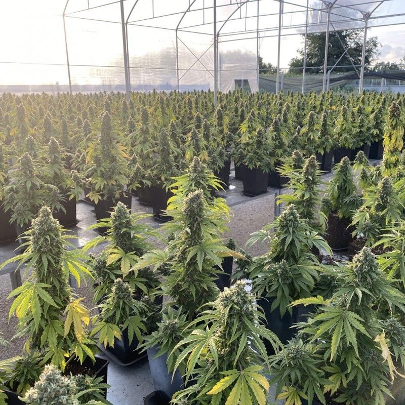 Dutch Passion CBD Auto Victory Hanfsamen Blüte