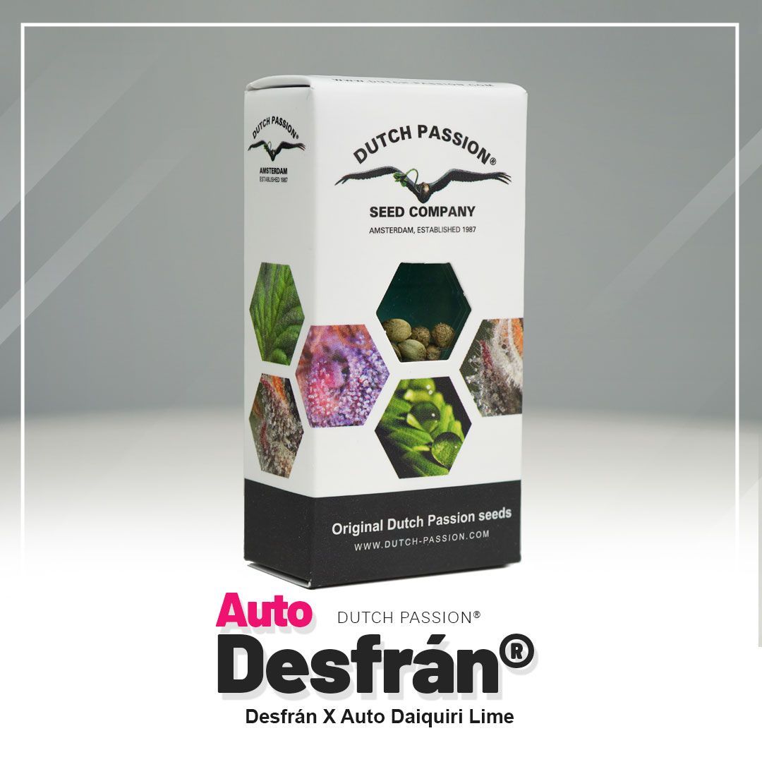 Dutch Passion Auto Desfran Hanfblüte
