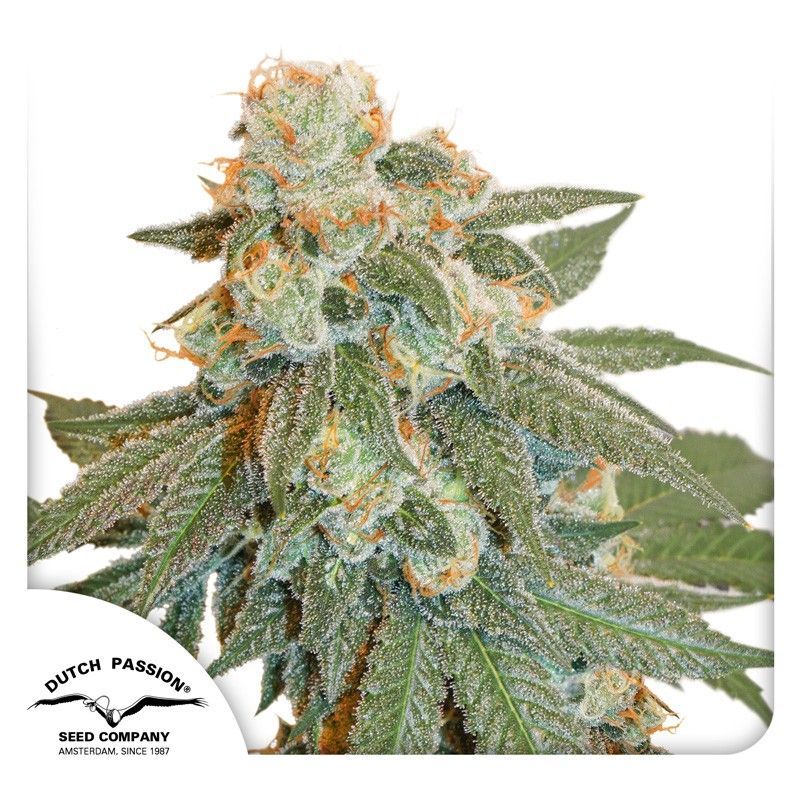 Automatic Cannabissamen Orange Bud