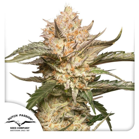 Automatic Cannabissamen Trichome & Cream