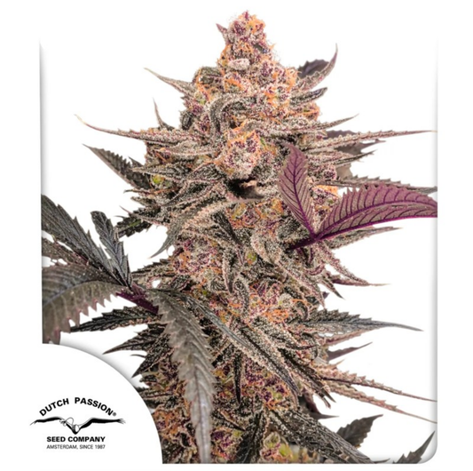 Blue Applez feminisierte Cannabissamen