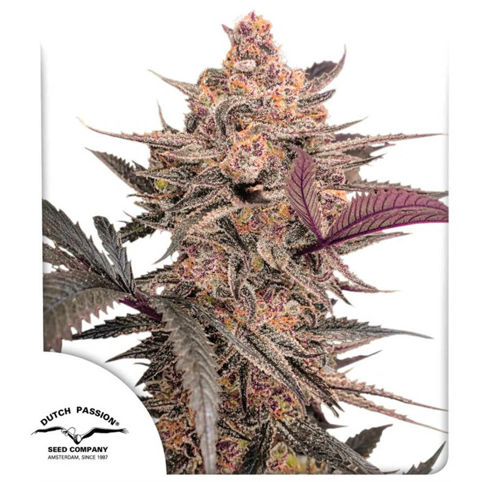 Dutch Passion Blue Applez Feminisierte Hanfsamen Cannabisblüte