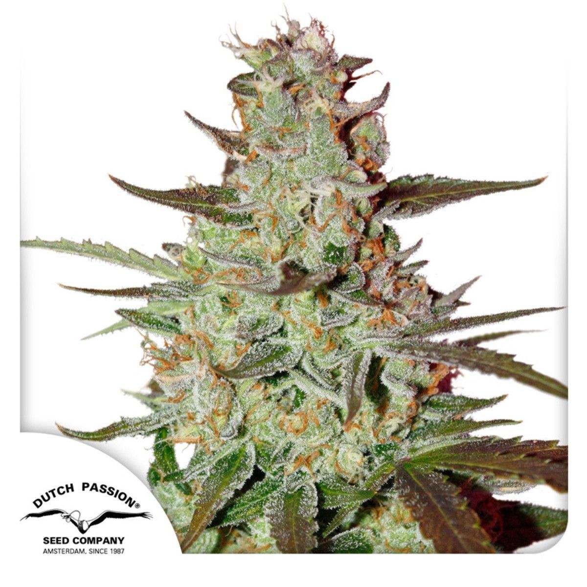 Automatic Cannabissamen Blue Mazar