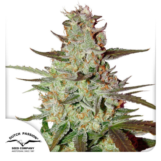 Automatic Cannabissamen Blue Mazar