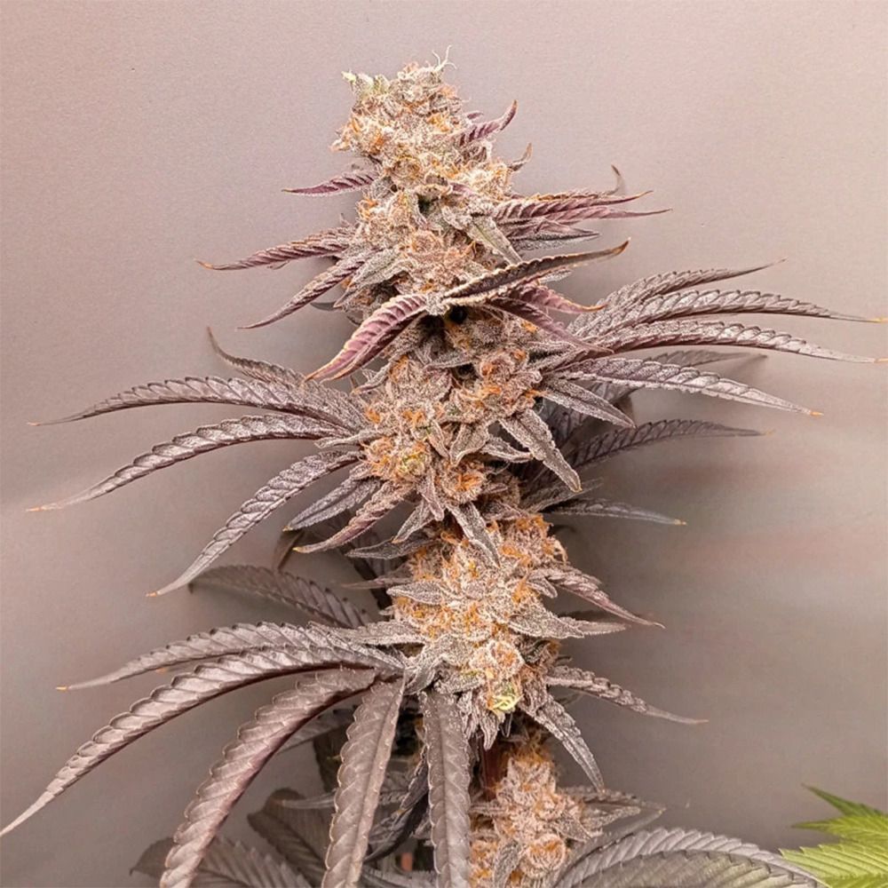 Dutch Passion Blue Zushi Feminsierte Hanfsamen Cannabisblüte