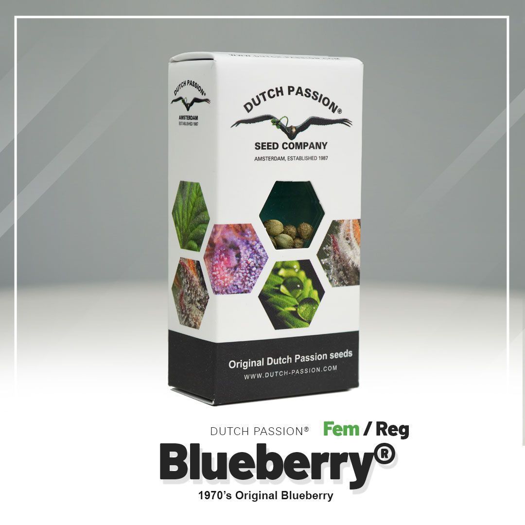 Dutch Passion Blueberry Hanfsamen Blüte