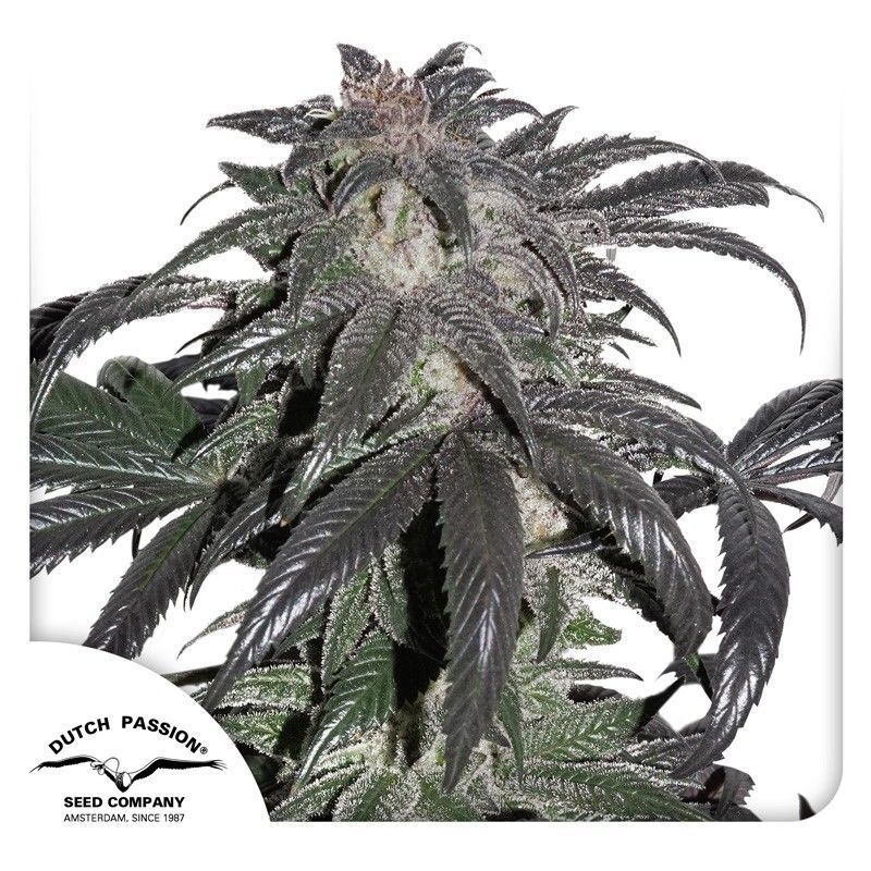 Bubba Island Kush feminisierte Cannabissamen