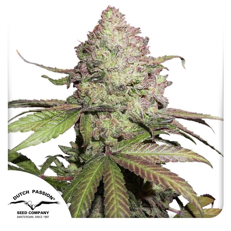 CBD Charlotte’s Angel feminisierte Cannabissamen