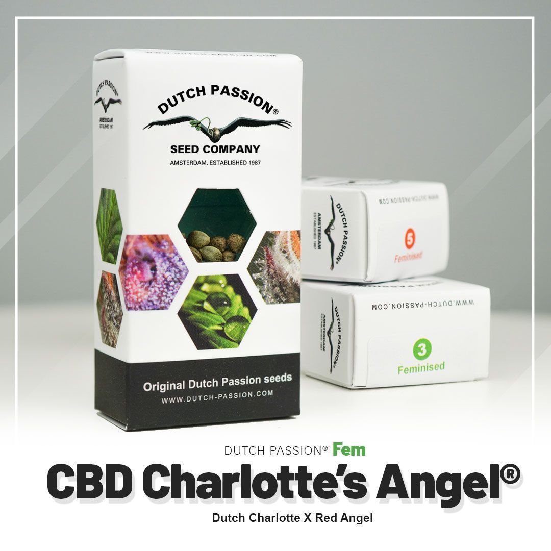 Dutch Passion CBD Charlottes Angel Hanfsamen Blüte