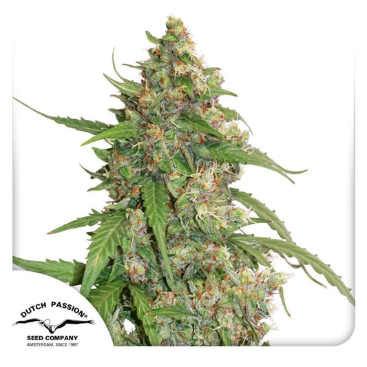 Dutch Passion Auto CBD Compassion Lime Feminisierte Hanfsamen