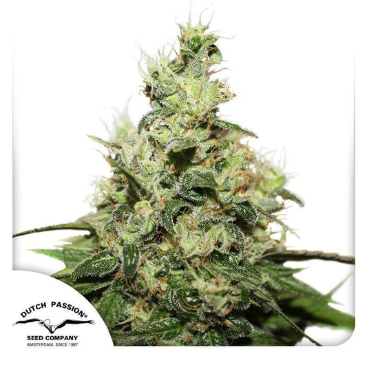Dutch Passion CBD Kush Hanfsamen Blüte