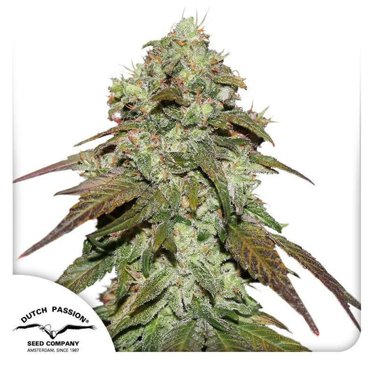 Dutch Passion CBD Mazar Hanfsamen Blüte