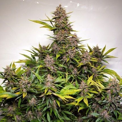 Forbidden Cherry Automatic Cannabissamen