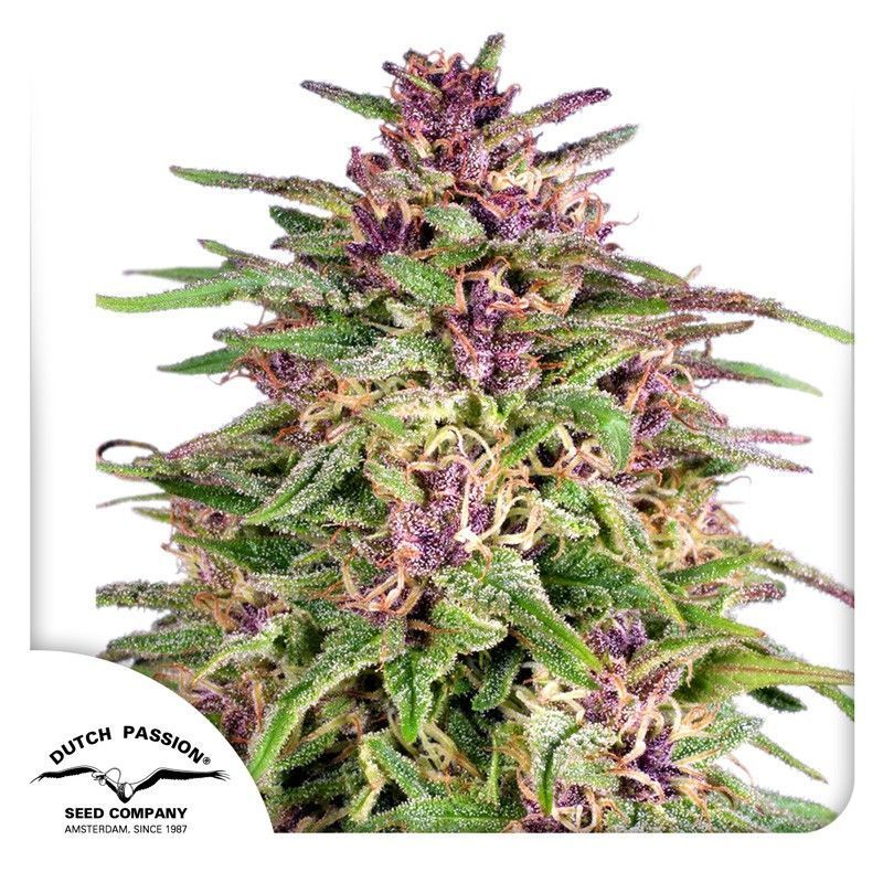 Frisian Dew feminisierte Cannabissamen