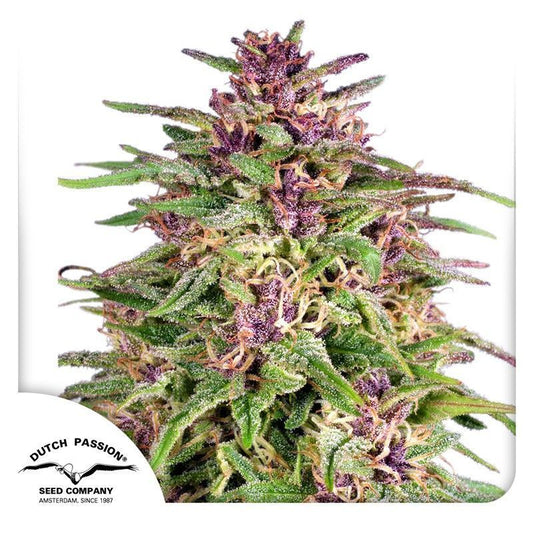 Frisian Dew feminisierte Cannabissamen