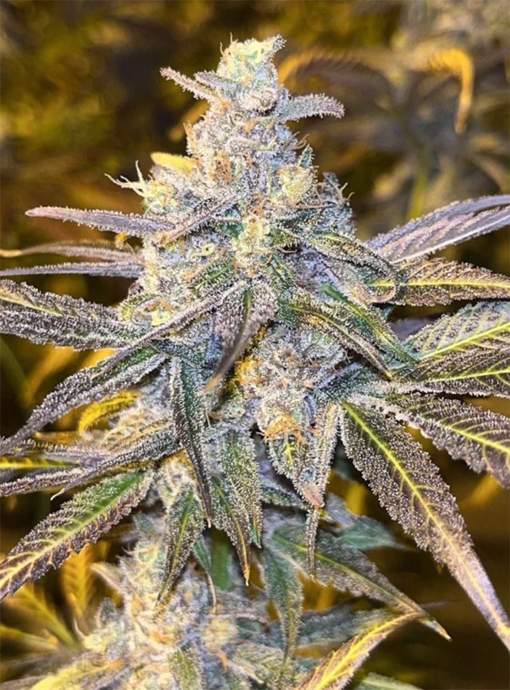 Dutch Passion Frozen Biscotti Feminisierte Hanfsamen Cannabisblüte