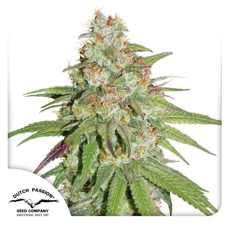 Glueberry O.G. feminisierte Cannabissamen